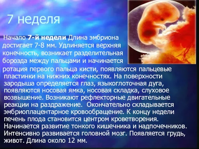 7 неделя Начало 7-й недели Длина эмбриона достигает 7-8 мм. Удлиняется верхняя