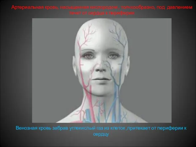 Артериальная кровь, насыщенная кислородом , толчкообразно, под давлением течет от сердца к