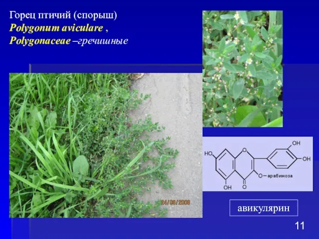 Горец птичий (спорыш) Polygonum aviculare , Polygonaceae –гречишные авикулярин