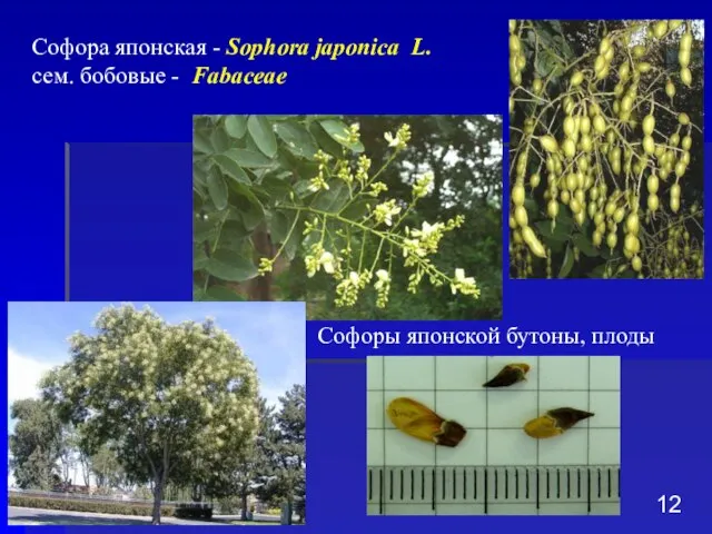 Софора японская - Sophora japonica L. сем. бобовые - Fabaceae Софоры японской бутоны, плоды