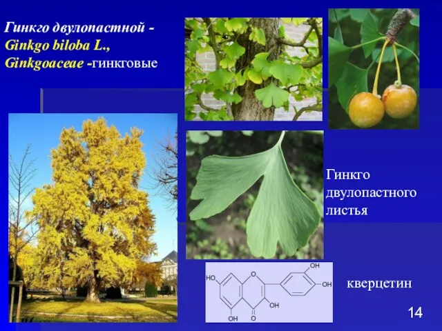 Гинкго двулопастного листья Гинкго двулопастной - Ginkgo biloba L., Ginkgoaceae -гинкговые кверцетин