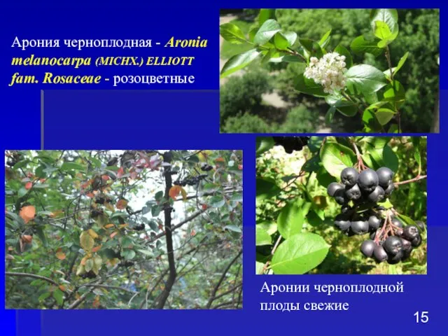 Аронии черноплодной плоды свежие Арония черноплодная - Aronia melanocarpa (MICHX.) ELLIOTT fam. Rosaceae - розоцветные