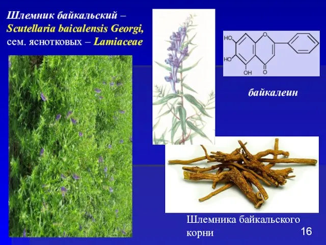 Шлемника байкальского корни Шлемник байкальский – Scutellaria baicalensis Georgi, сем. яснотковых – Lamiaceae байкалеин