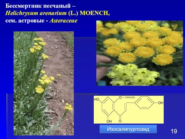 Бессмертник песчаный – Helichrysum arenarium (L.) MOENCH, сем. астровые - Asteraceae Изосалипурпозид