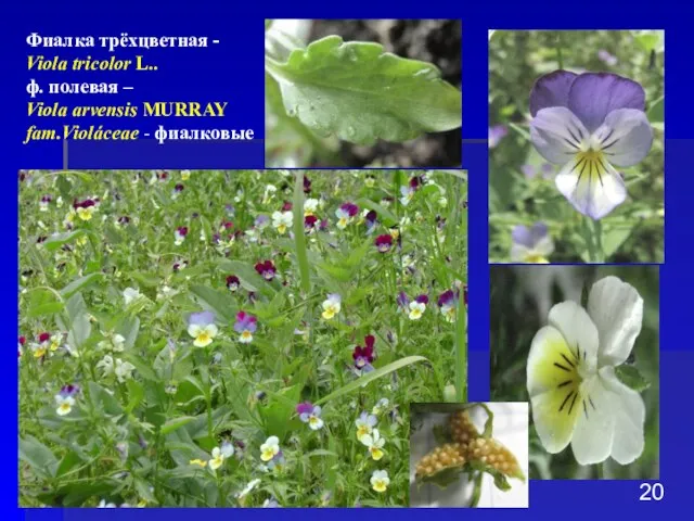 Фиалка трёхцветная - Viola tricolor L.. ф. полевая – Viola arvensis MURRAY fam.Violáceae - фиалковые