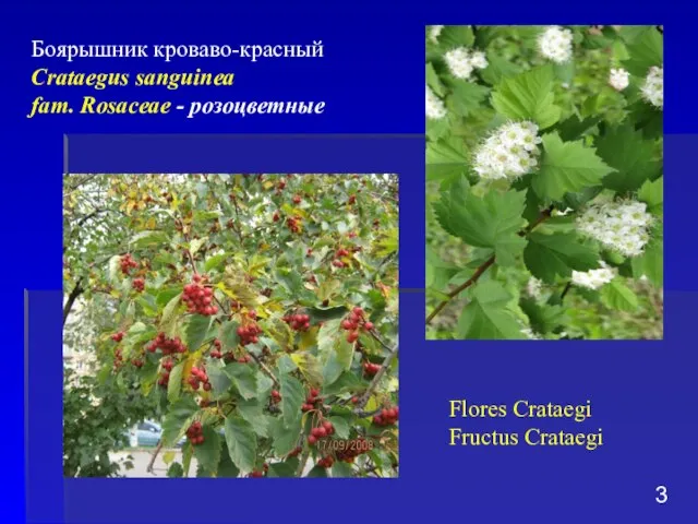 Боярышник кроваво-красный Crataegus sanguinea fam. Rosaceae - розоцветные Flores Crataegi Fructus Crataegi