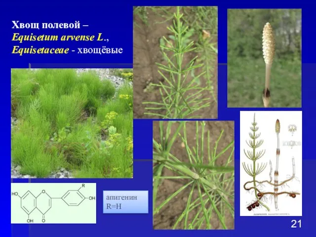 Хвощ полевой – Equisetum arvense L., Equisetaceae - хвощёвые апигенин R=H