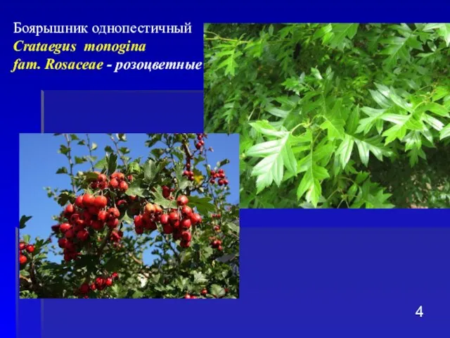 Боярышник однопестичный Crataegus monogina fam. Rosaceae - розоцветные