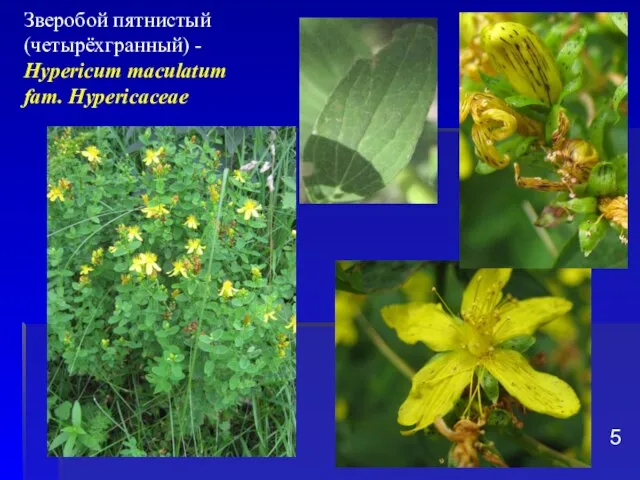 Зверобой пятнистый (четырёхгранный) - Hypericum maculatum fam. Hypericaceae