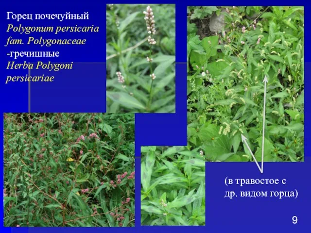 Горец почечуйный Polygonum persicaria fam. Polygonaceae -гречишные Herba Polygoni persicariae (в травостое с др. видом горца)