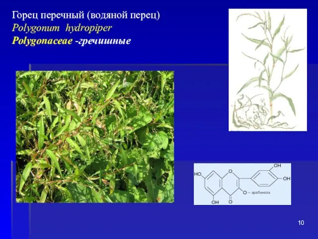 Горец перечный (водяной перец) Polygonum hydropiper Polygonaceae -гречишные