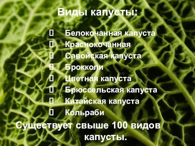 Виды капусты: Белокочанная капуста Краснокочанная Савойская капуста Брокколи Цветная капуста Брюссельская капуста