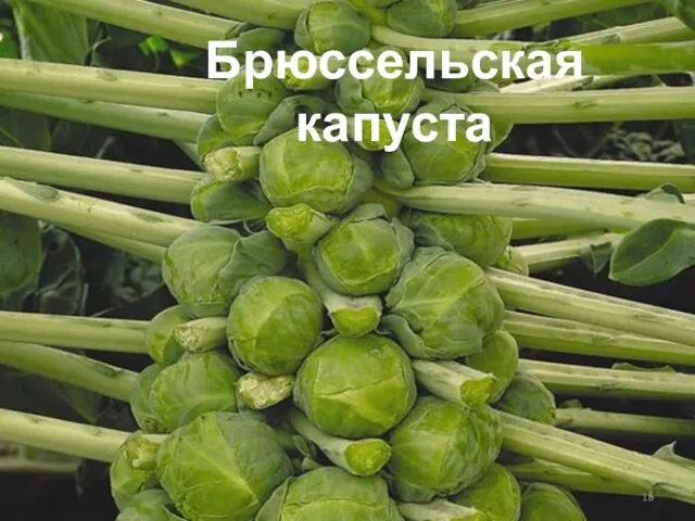 Брюссельская капуста