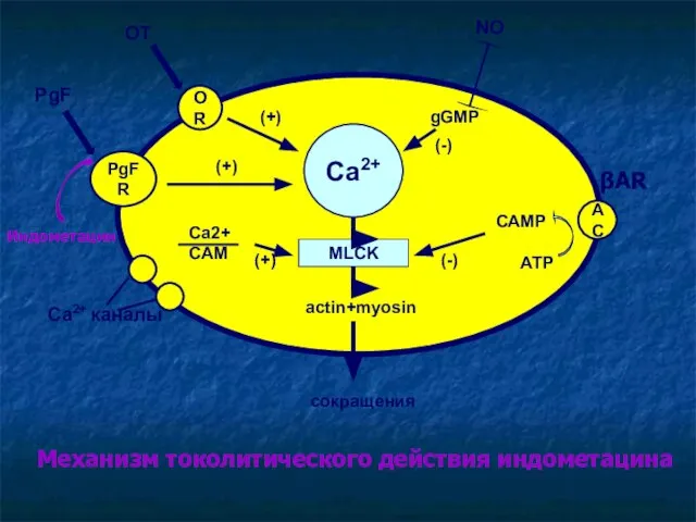 Ca2+ MLCK OR PgFR AC actin+myosin сокращения OT PgF (+) (+) Ca2+