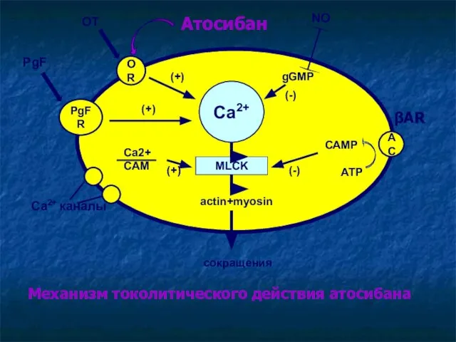 Ca2+ MLCK OR PgFR AC actin+myosin сокращения OT PgF (+) (+) Ca2+