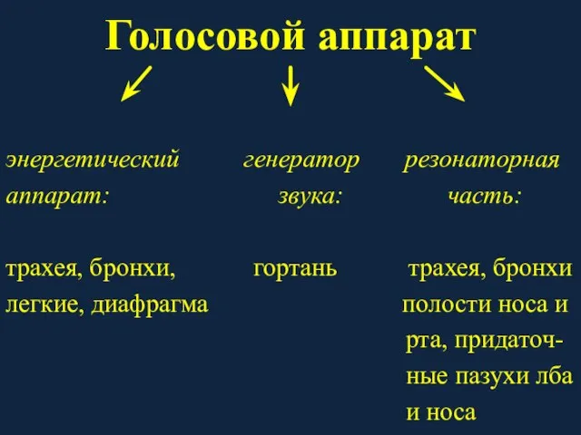 Голосовой аппарат энергетический генератор резонаторная аппарат: звука: часть: трахея, бронхи, гортань трахея,