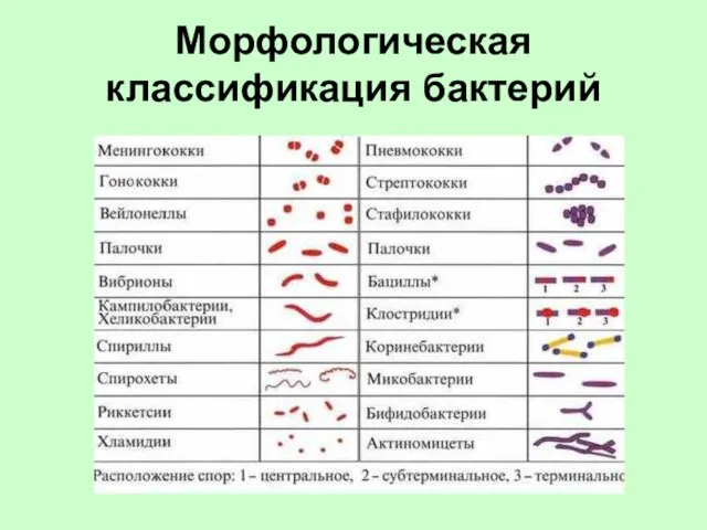 Морфологическая классификация бактерий