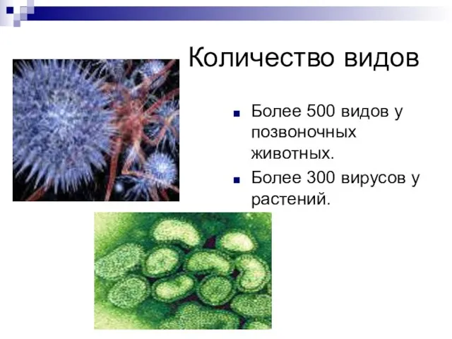 Количество видов Более 500 видов у позвоночных животных. Более 300 вирусов у растений.