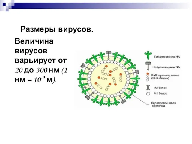 Размеры вирусов. Величина вирусов варьирует от 20 до 300 нм (1 нм = 10-9 м).