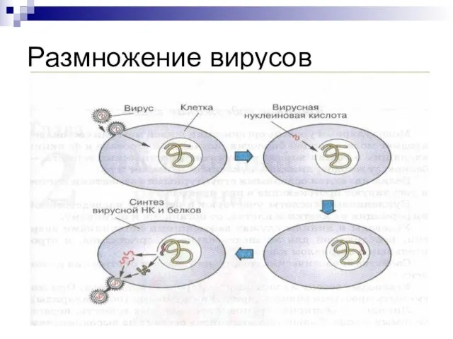 Размножение вирусов