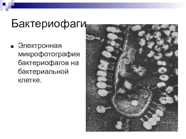 Бактериофаги Электронная микрофотография бактериофагов на бактериальной клетке.