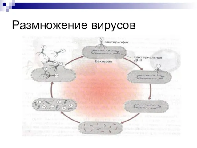 Размножение вирусов