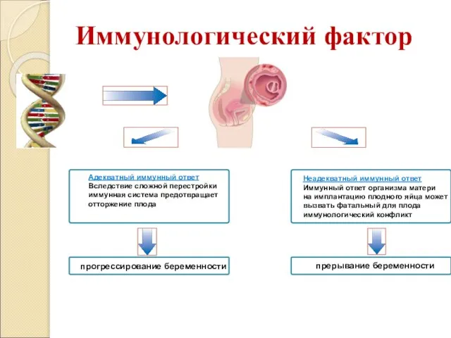 Иммунологический фактор Адекватный иммунный ответ Вследствие сложной перестройки иммунная система предотвращает отторжение