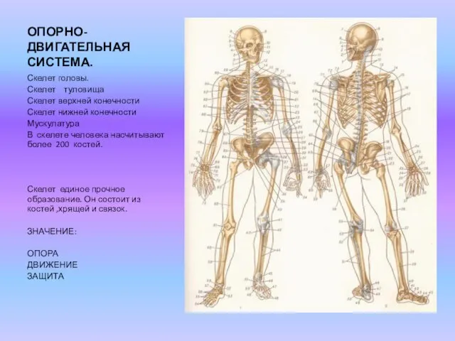 ОПОРНО-ДВИГАТЕЛЬНАЯ СИСТЕМА. Скелет головы. Скелет туловища Скелет верхней конечности Скелет нижней конечности