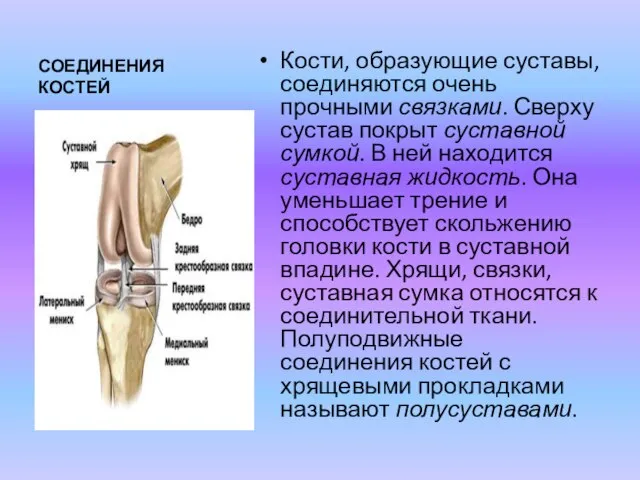 СОЕДИНЕНИЯ КОСТЕЙ Кости, образующие суставы, соединяются очень прочными связками. Сверху сустав покрыт