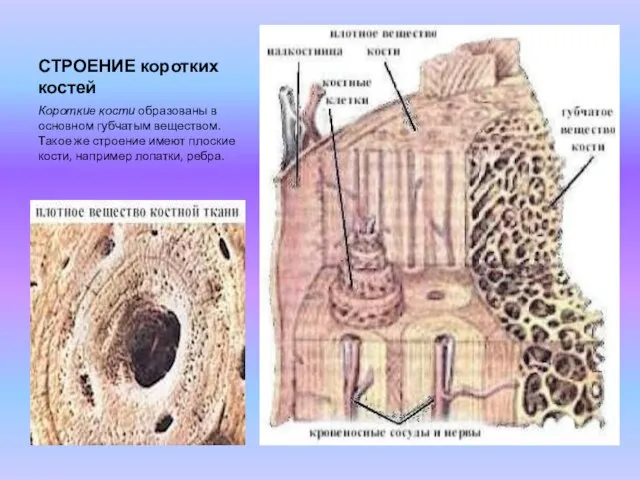 СТРОЕНИЕ коротких костей Короткие кости образованы в основном губчатым веществом. Такое же