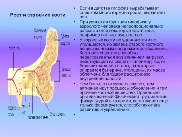 Рост и строение кости Если в детстве гипофиз вырабатывает слишком много гормона