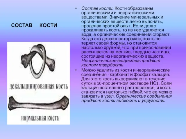 СОСТАВ КОСТИ Состав кости. Кости образованы органическими и неорганическими веществами. Значение минеральных