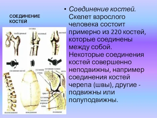 СОЕДИНЕНИЕ КОСТЕЙ Соединение костей. Скелет взрослого человека состоит примерно из 220 костей,