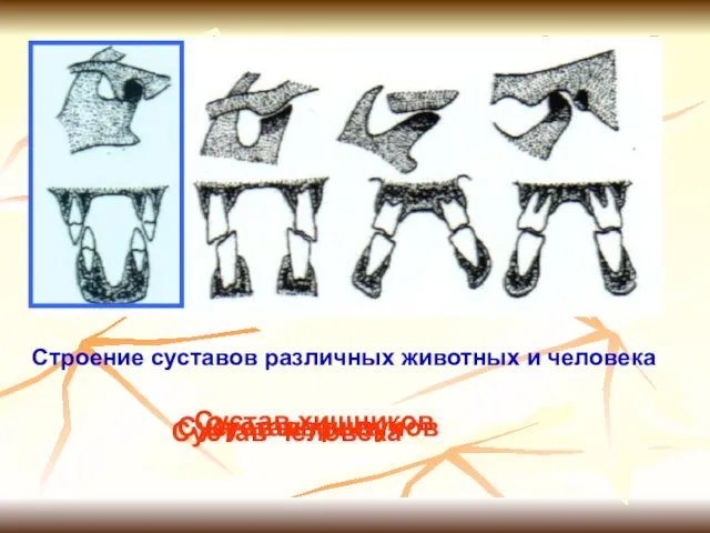 Строение суставов различных животных и человека Сустав хищников Сустав жвачных Сустав грызунов Сустав человека