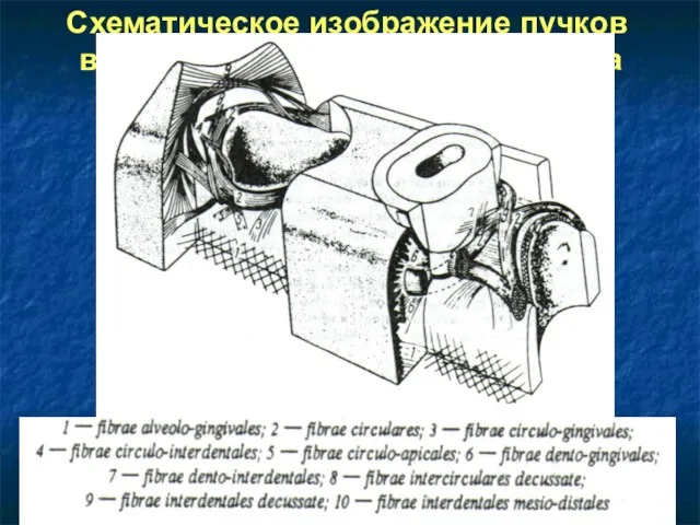 Схематическое изображение пучков волокон маргинального пародонта по H. Fenais