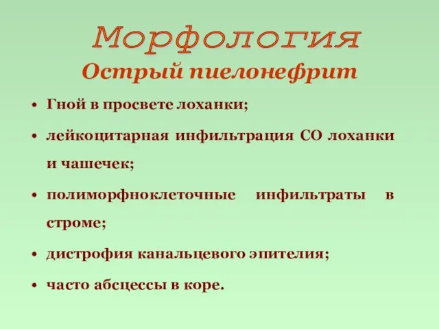 Морфология Острый пиелонефрит Гной в просвете лоханки; лейкоцитарная инфильтрация СО лоханки и