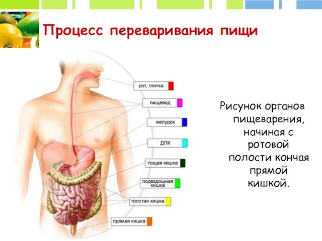 Процесс переваривания пищи Рисунок органов пищеварения, начиная с ротовой полости кончая прямой кишкой.