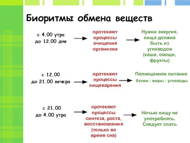 Биоритмы обмена веществ с 4.00 утра до 12.00 дня с 12.00 до