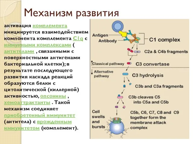 Механизм развития активация комплемента инициируется взаимодействием компонента комплемента С1q с иммунными комплексами