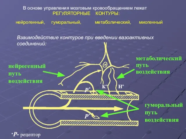 В основе управления мозговым кровообращением лежат РЕГУЛЯТОРНЫЕ КОНТУРЫ: нейрогенный, гуморальный, метаболический, миогенный