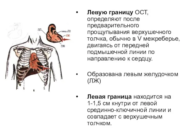 Левую границу ОСТ, определяют после предварительного прощупывания верхушечного толчка, обычно в V