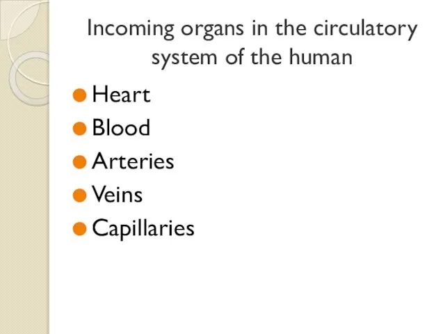 Incoming organs in the circulatory system of the human Heart Blood Arteries Veins Capillaries