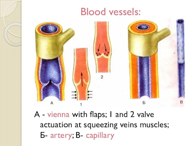 Blood vessels: A - vienna with flaps; 1 and 2 valve actuation