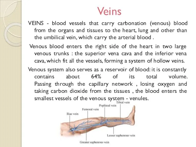 Veins VEINS - blood vessels that carry carbonation (venous) blood from the