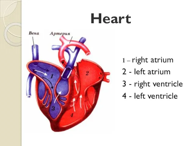 Heart 1 – right atrium 2 - left atrium 3 - right