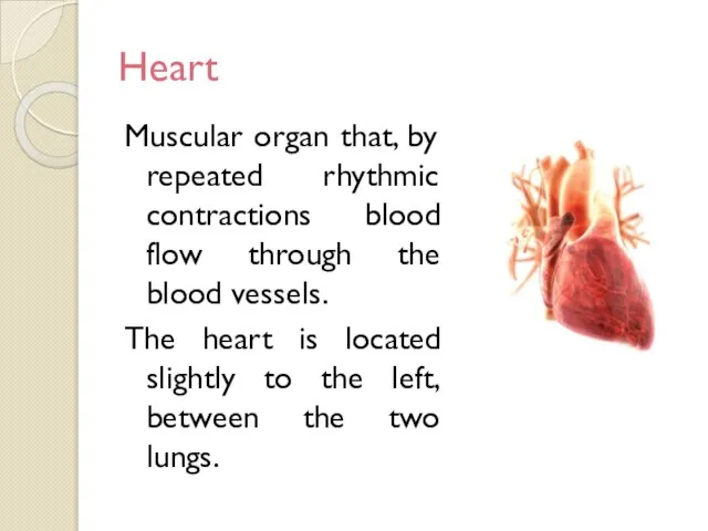 Heart Muscular organ that, by repeated rhythmic contractions blood flow through the