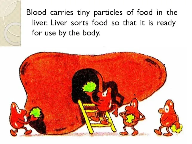 Blood carries tiny particles of food in the liver. Liver sorts food