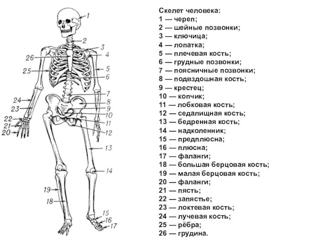 Скелет человека: 1 — череп; 2 — шейные позвонки; 3 — ключица;