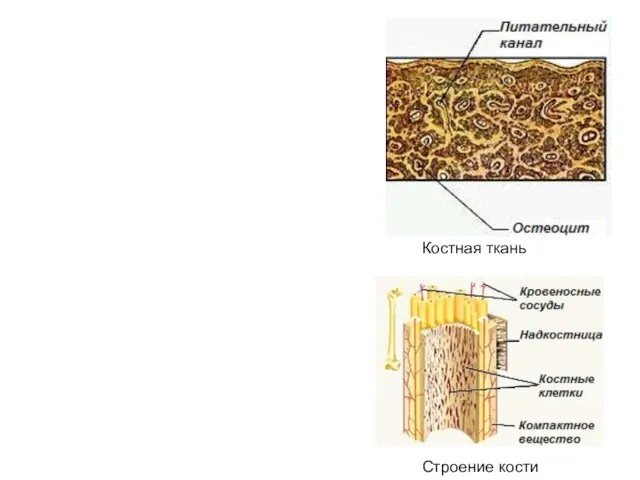 Строение кости Костная ткань