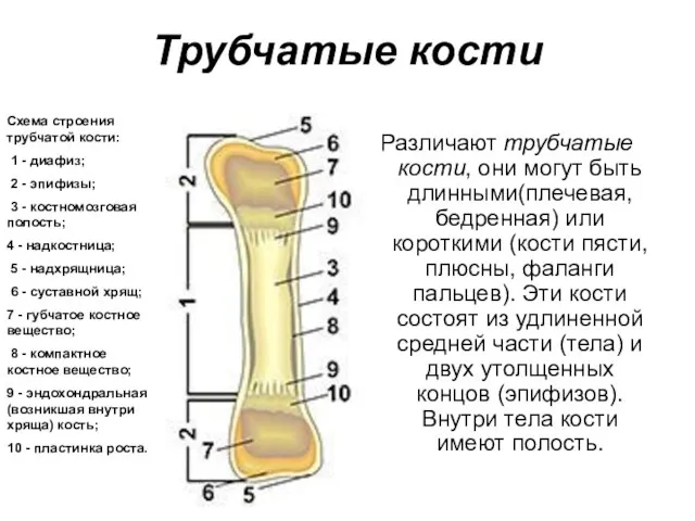 Трубчатые кости Схема строения трубчатой кости: 1 - диафиз; 2 - эпифизы;